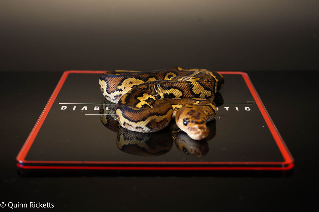Stranger Spotnose Leopard Clown