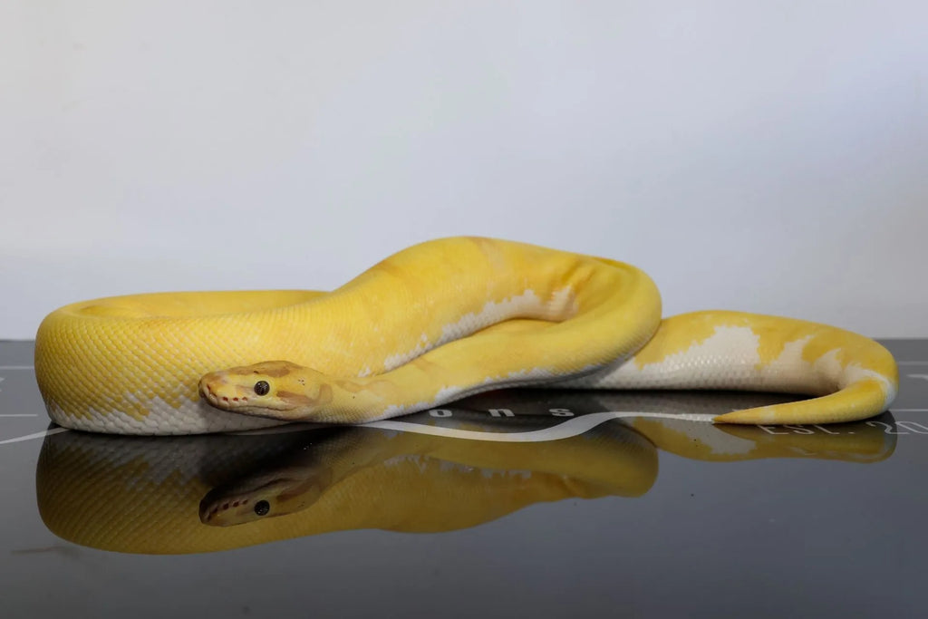 Banana Super Enchi YB Leopard High Intensity OD Pied Ball Python