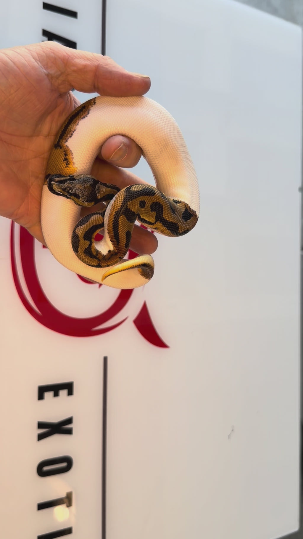 Bang Orange Dream Leopard Het Desert Ghost Pied