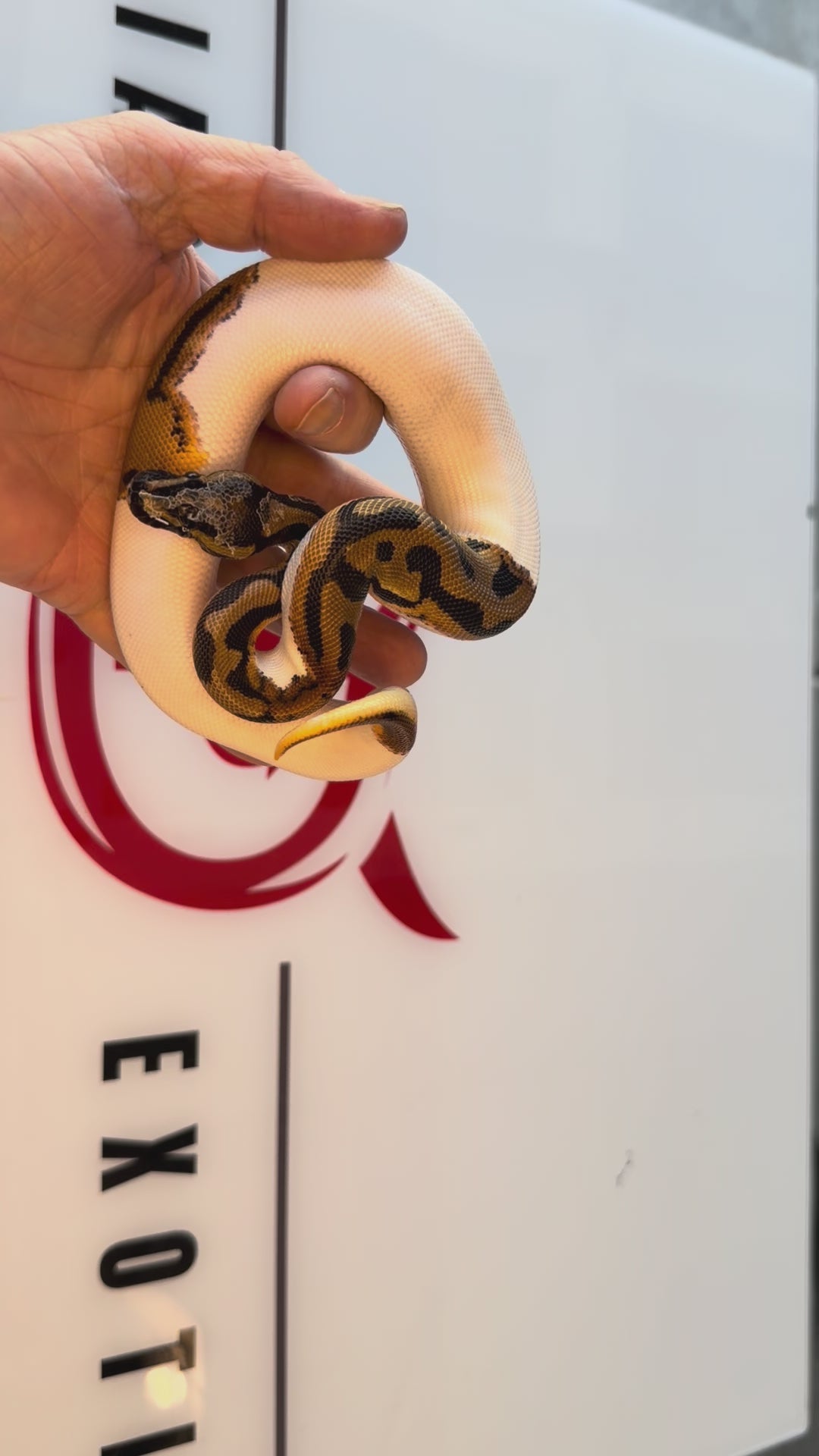 Bang Orange Dream Leopard Het Desert Ghost Pied