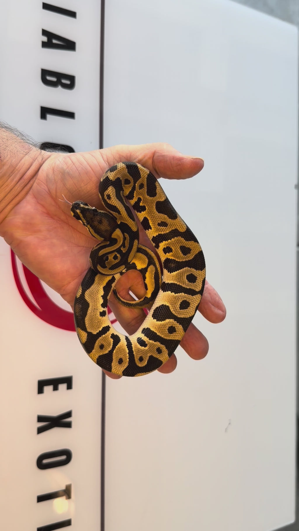 Bang Orange Dream Leopard Het Piebald Het Desert Ghost Ball Python