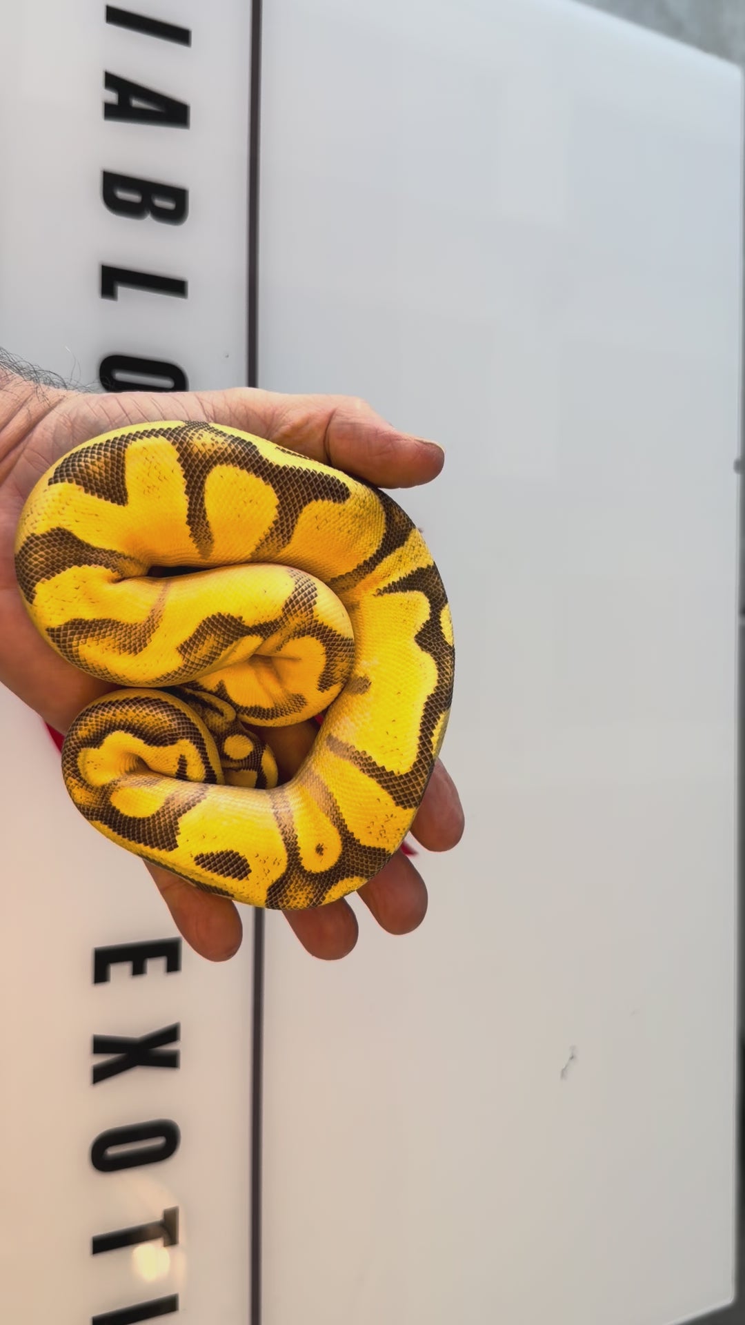 Super Enchi Super High Intensity Orange Dream Yellowbelly Pastel Het Lavender Albino 66% Het Piebald