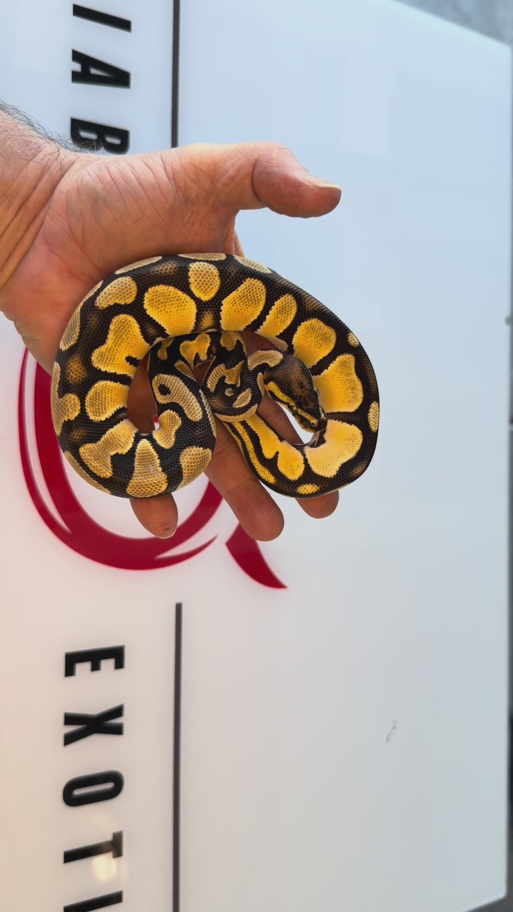 Bang (POS Super Bang) Orange Dream Leopard Het Piebald Het Desert Ghost Ball Python