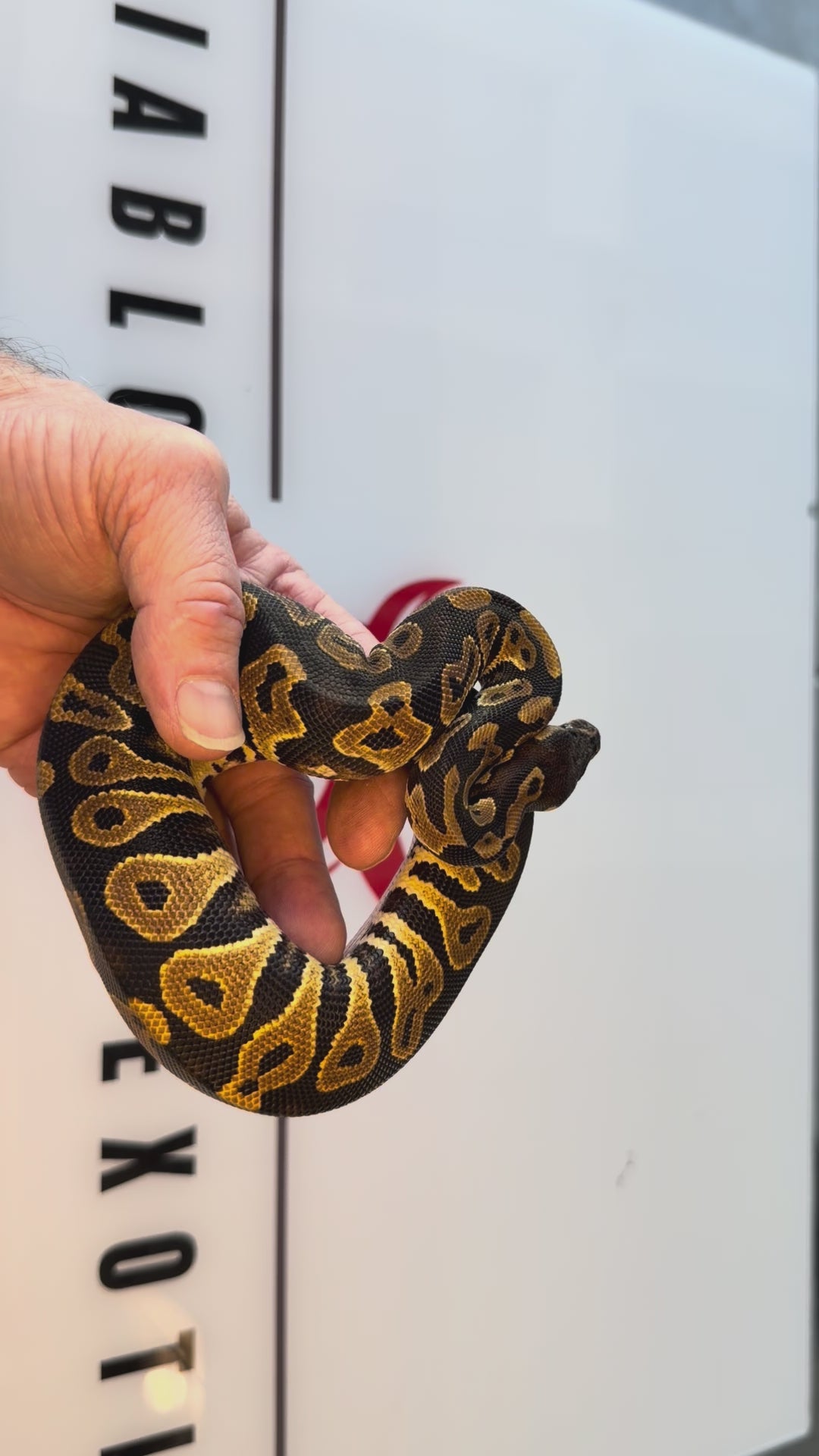 Bang Orange Dream YB Black Head Fire Pastel Het Clown