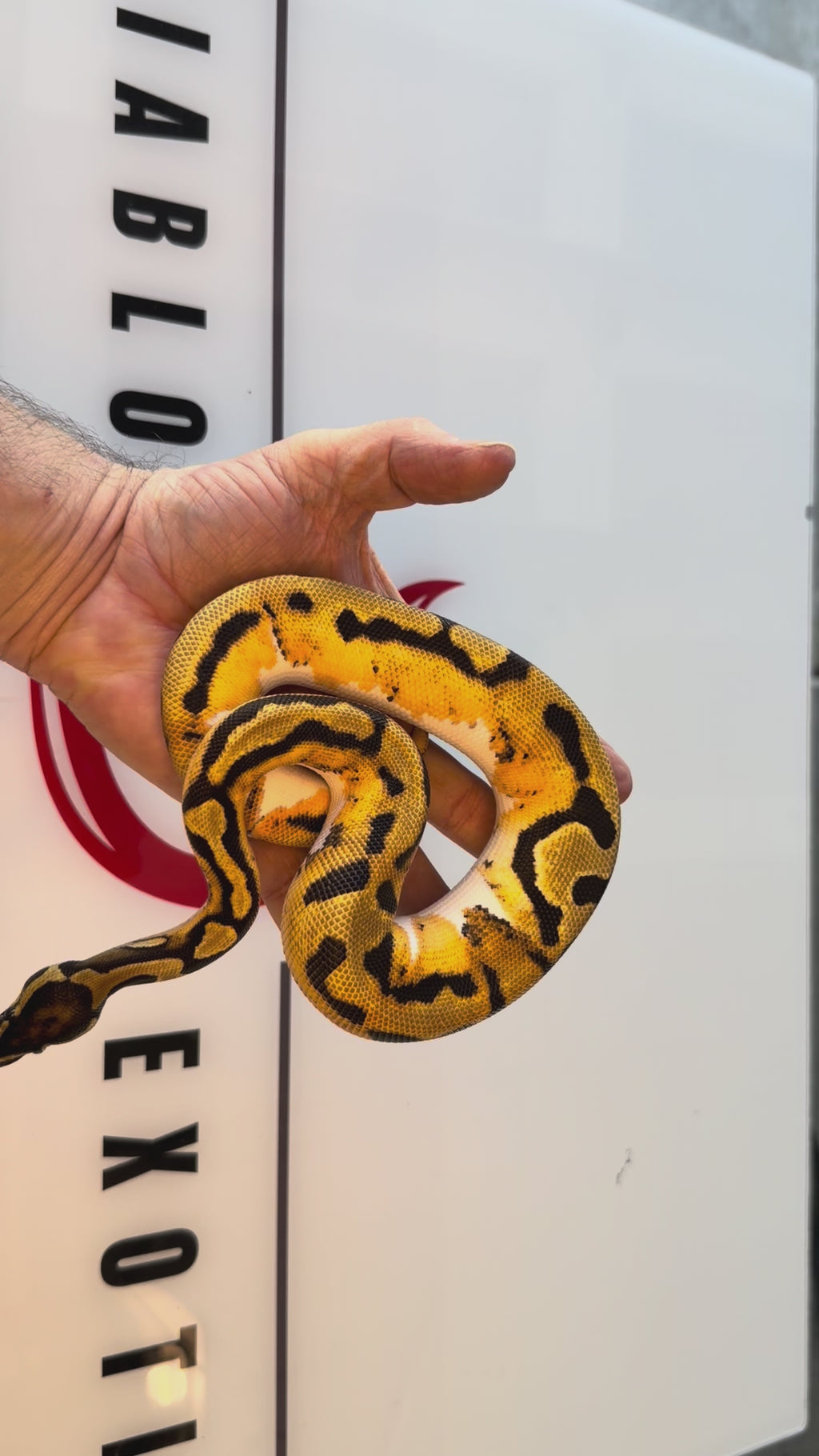 Bang Orange Dream Piebald Het Desert Ghost