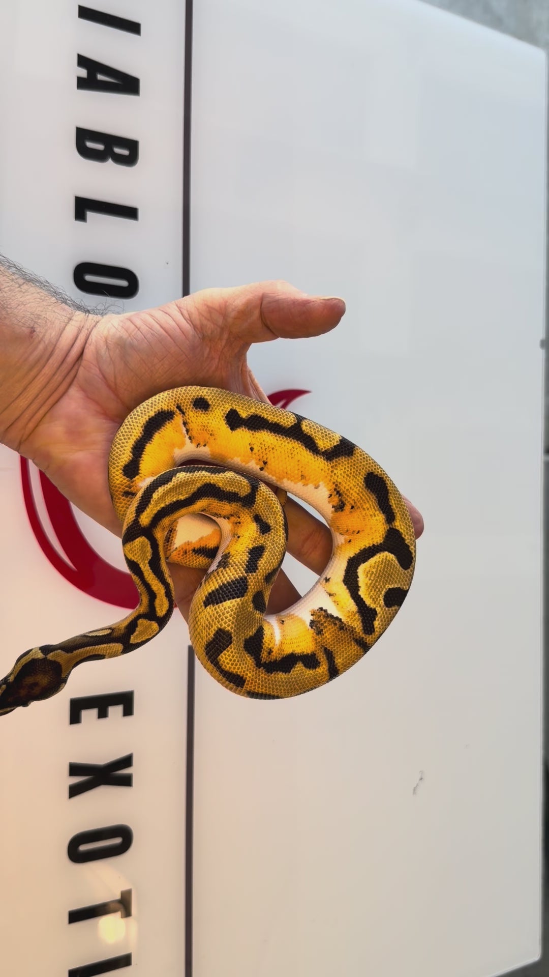 Bang Orange Dream Piebald Het Desert Ghost