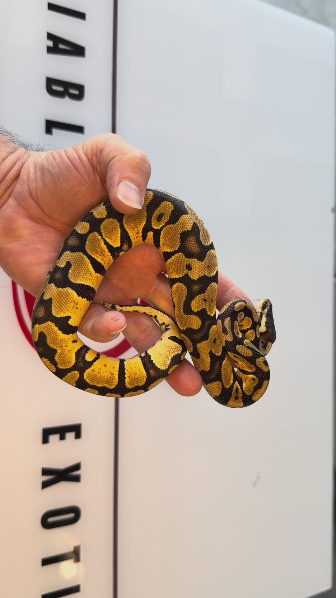Bang Enchi Pastel Het Piebald