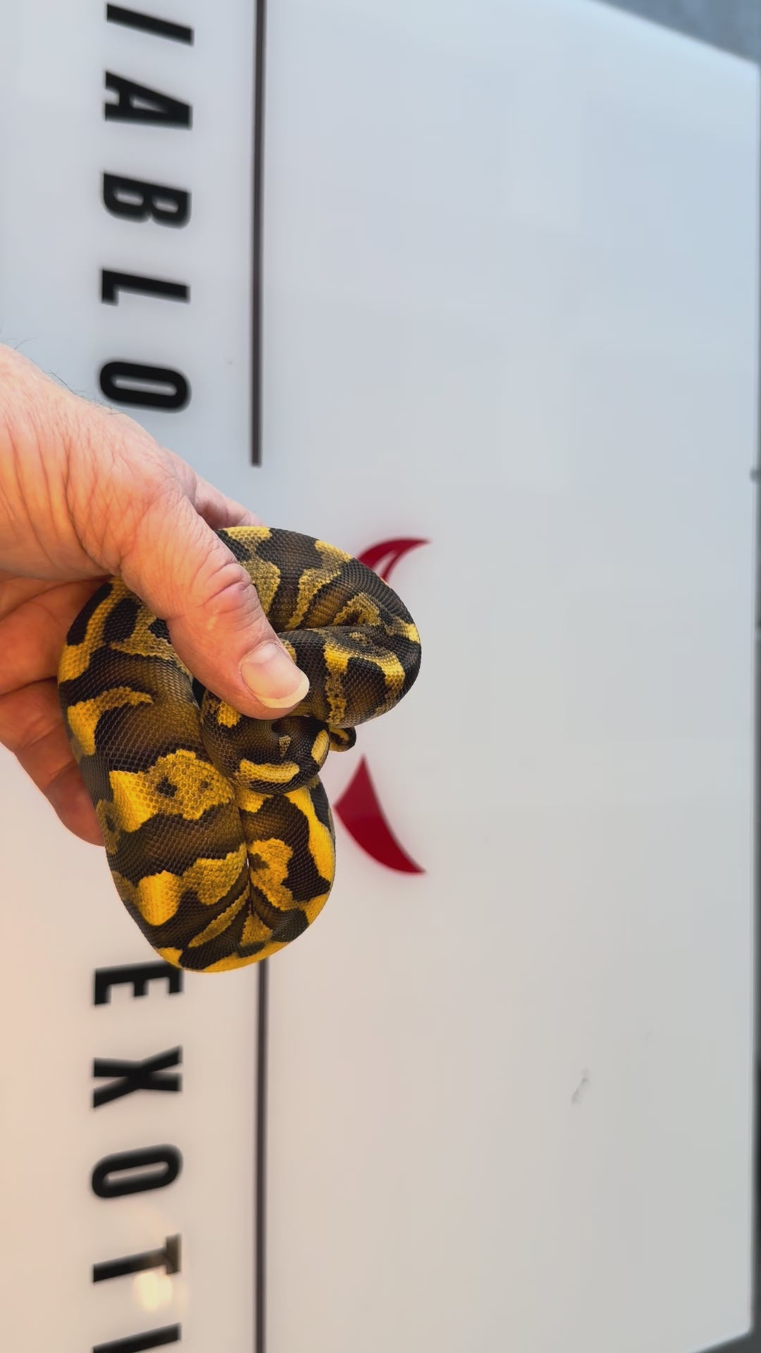 Super Enchi GHI Leopard Yellowbelly Vanilla Dbl Het Clown Piebald