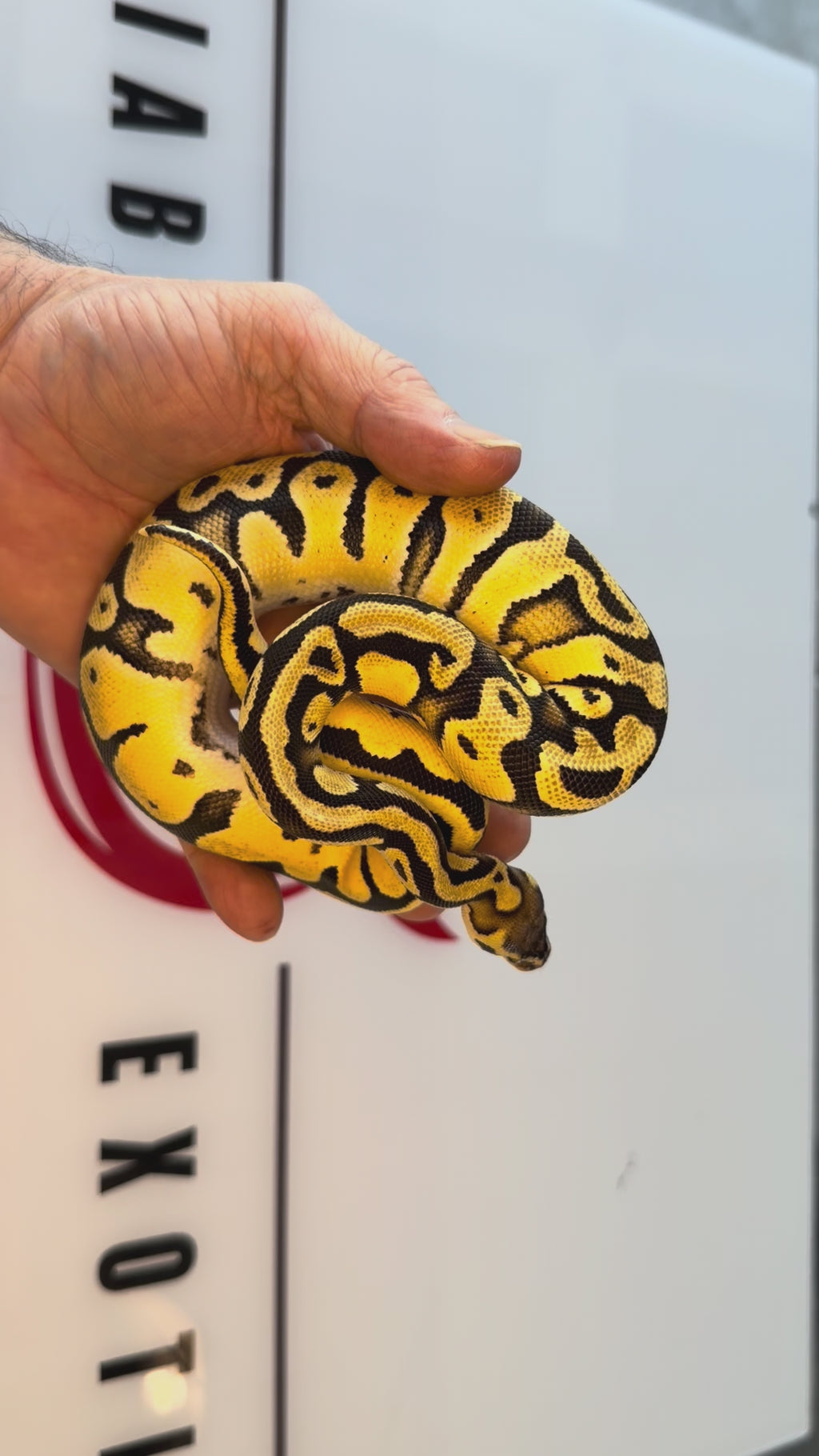 Hurricane Fire Vanilla Orange Dream Enchi YB Leopard Het Desert Ghost Het Piebald