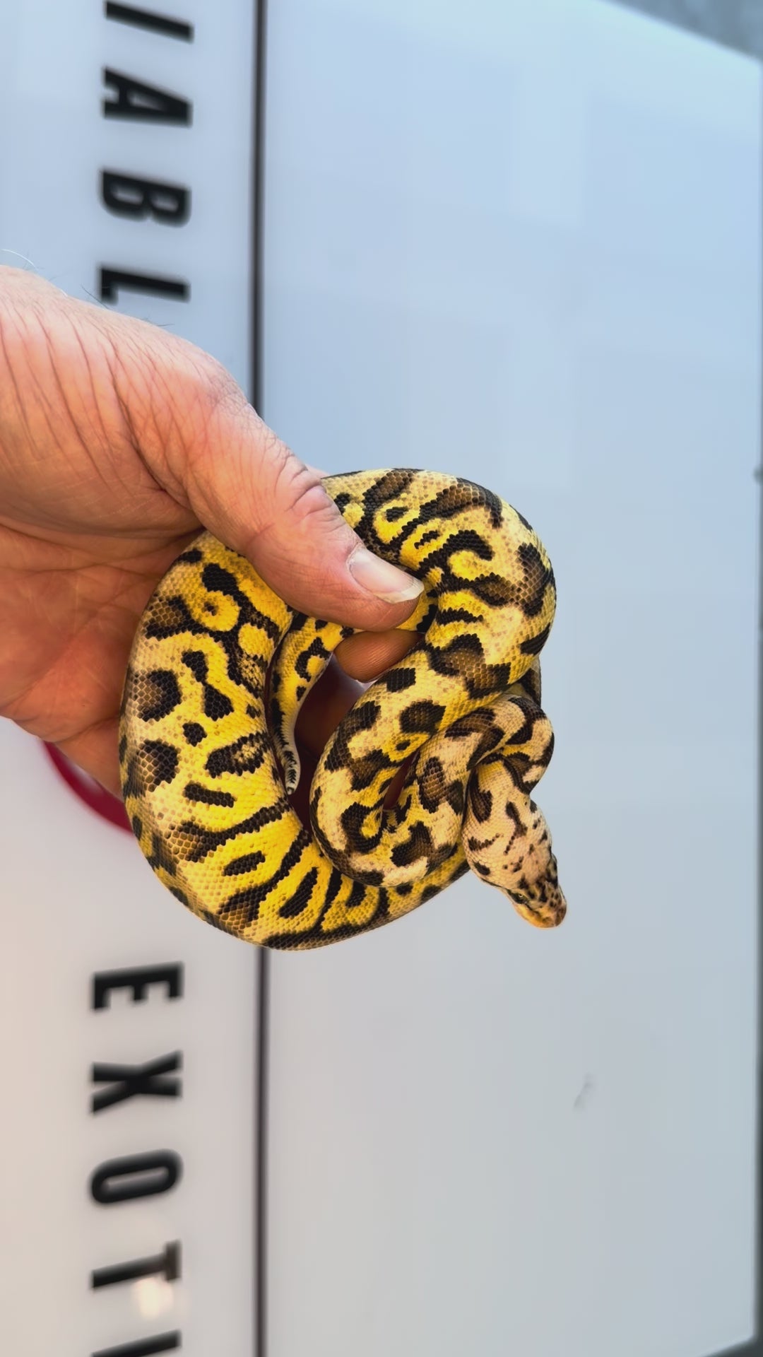 Spotnose Pastel Dbl Het Cryptic & Clown
