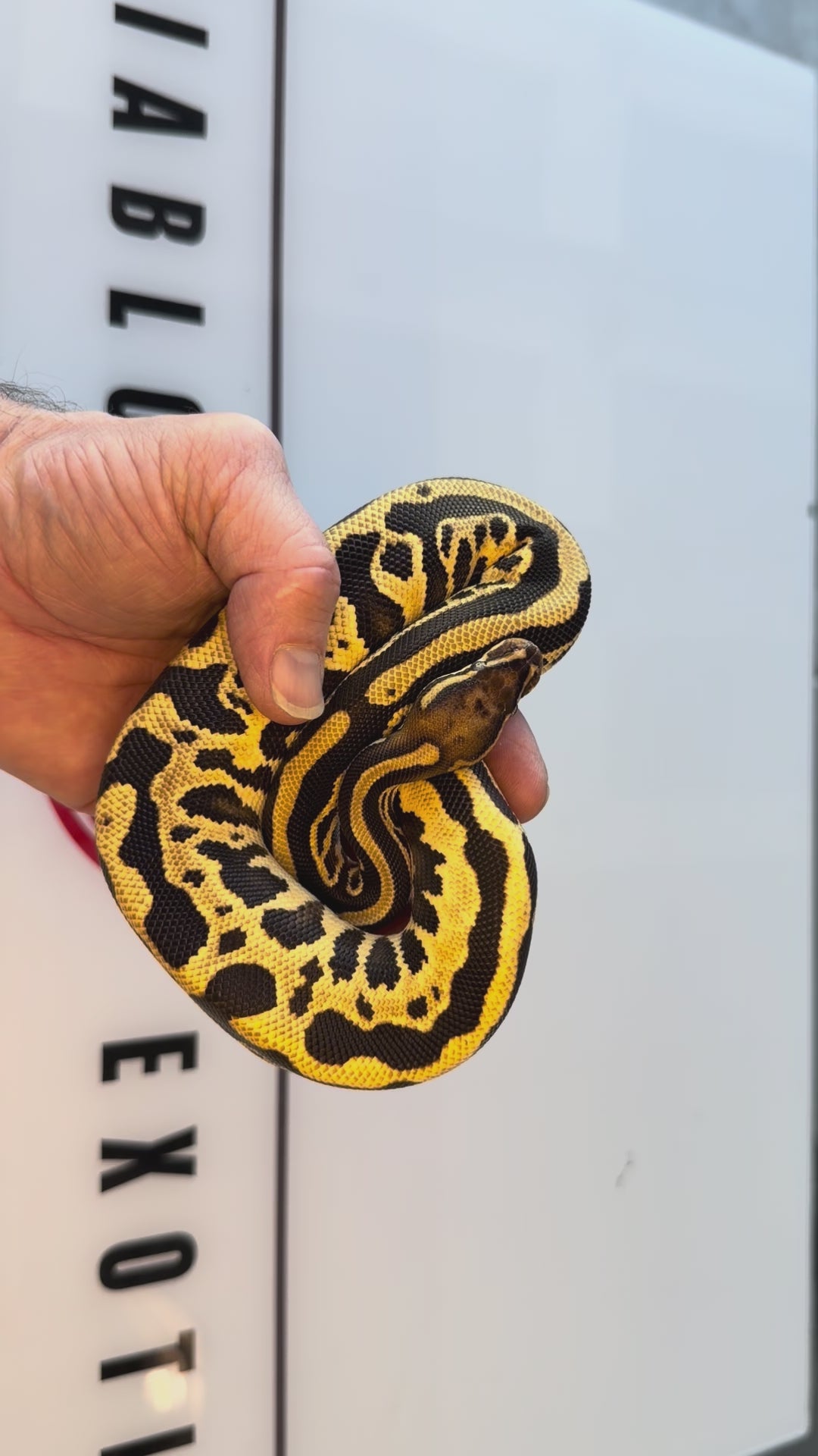 Orange Dream Fire Vanilla Hurricane Leopard Het Desert Ghost Het Piebald