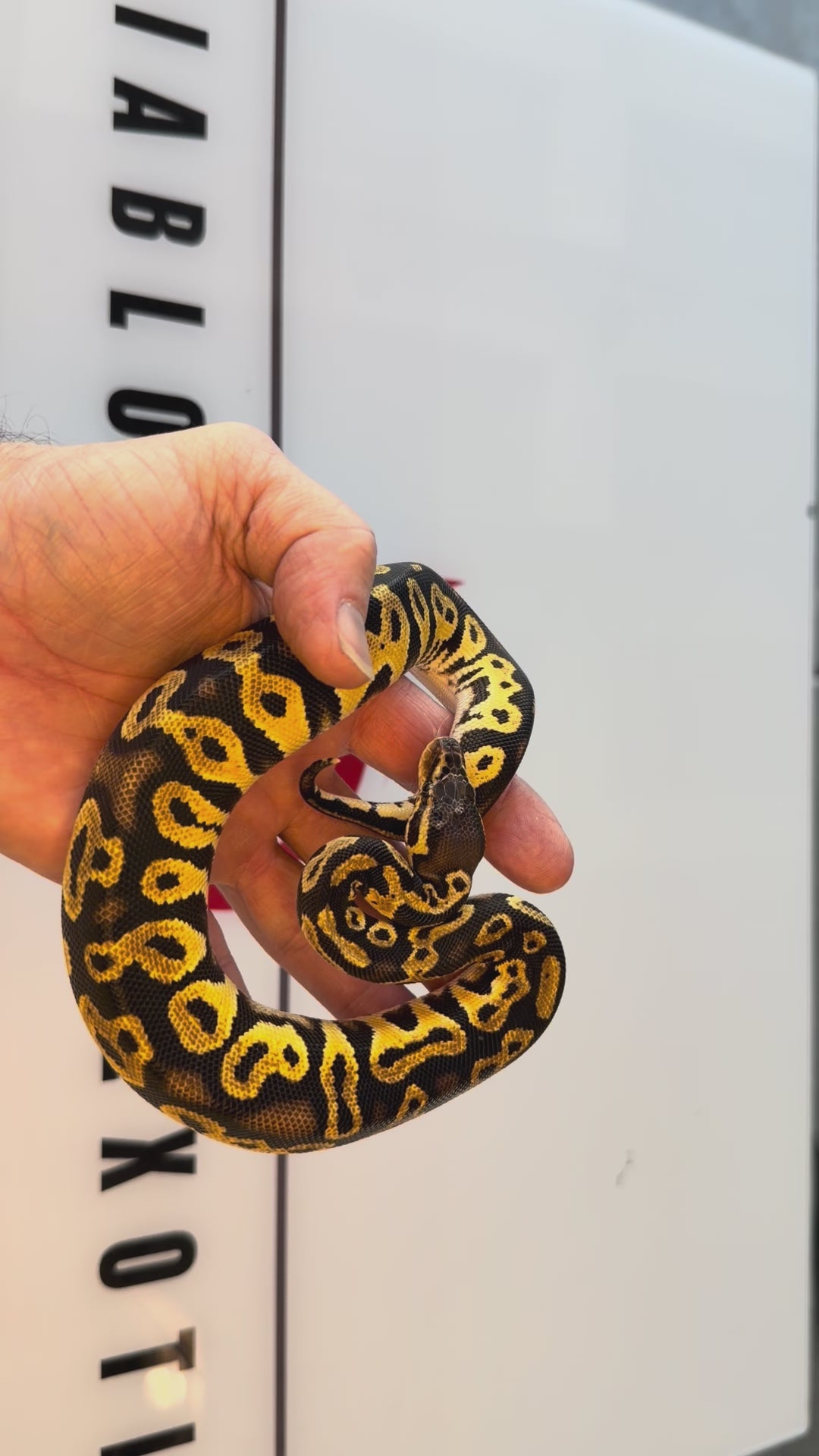 Bang Orange Dream Black Head Pastel Het Clown