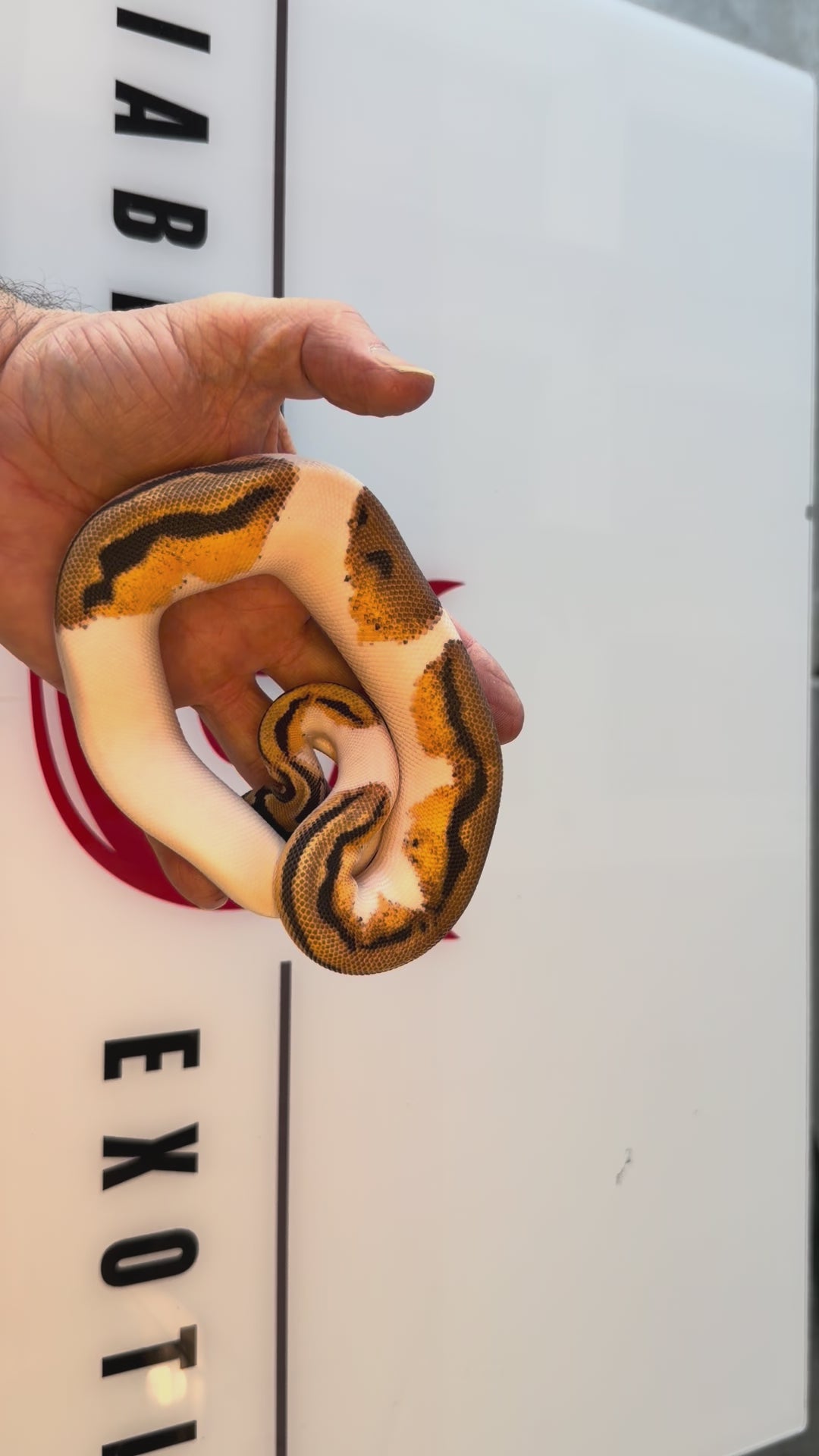 Bang Leopard Orange Dream Het Desert Ghost Pied