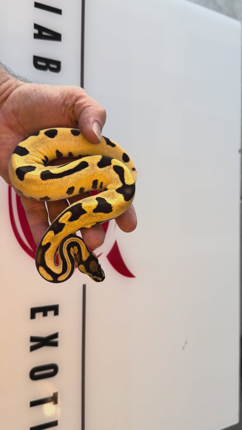 Super Orange Dream Fire Het Desert Ghost Het Piebald