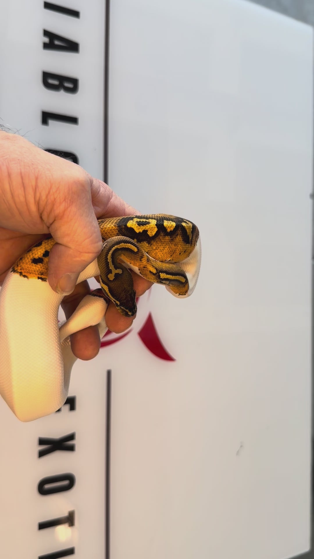 Bang Enchi Orange Dream Hurricane Dbl Het Clown, Piebald