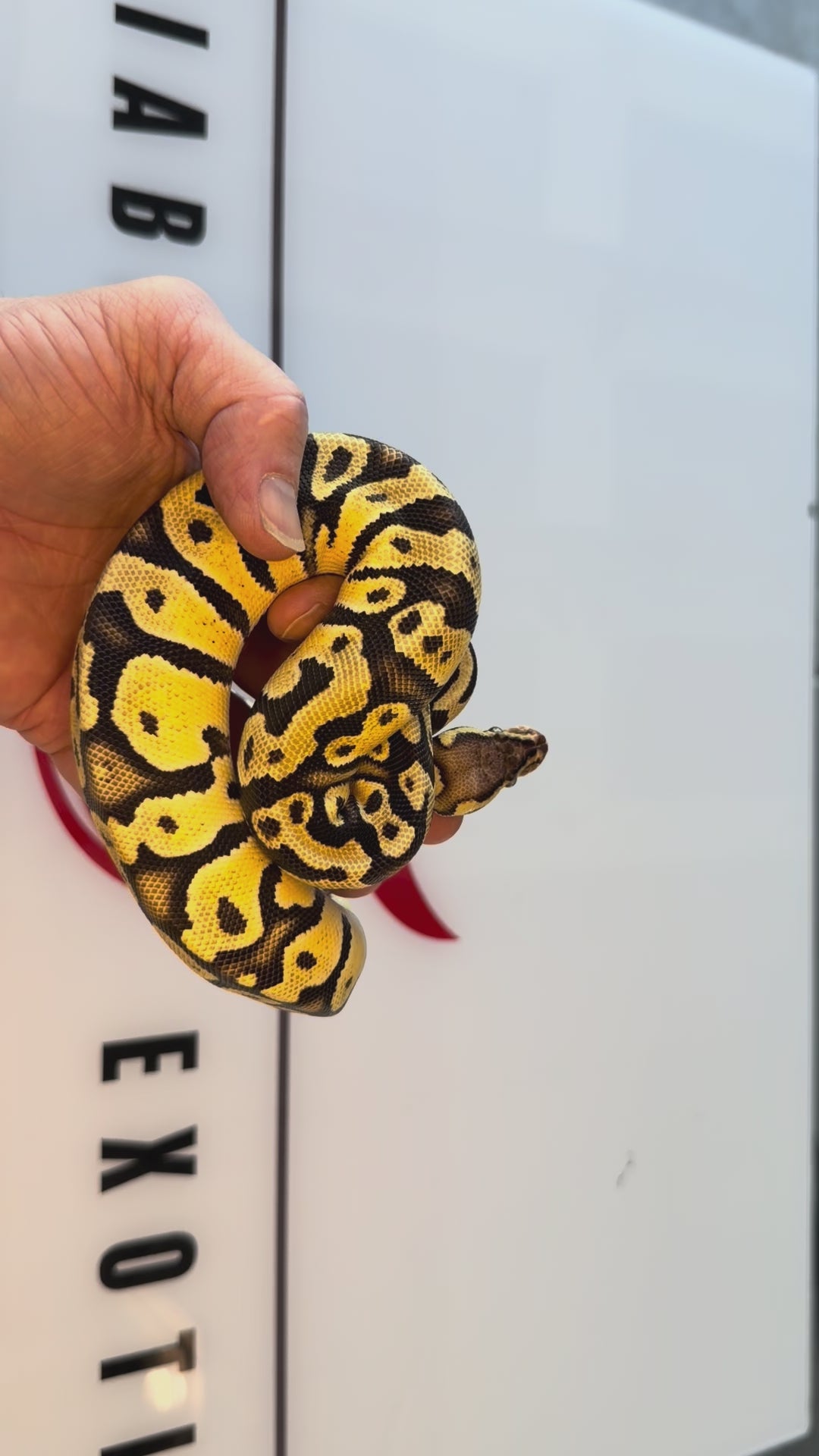 Fire Vanilla Orange Dream YB Hurricane Leopard Het Desert Ghost Het Piebald