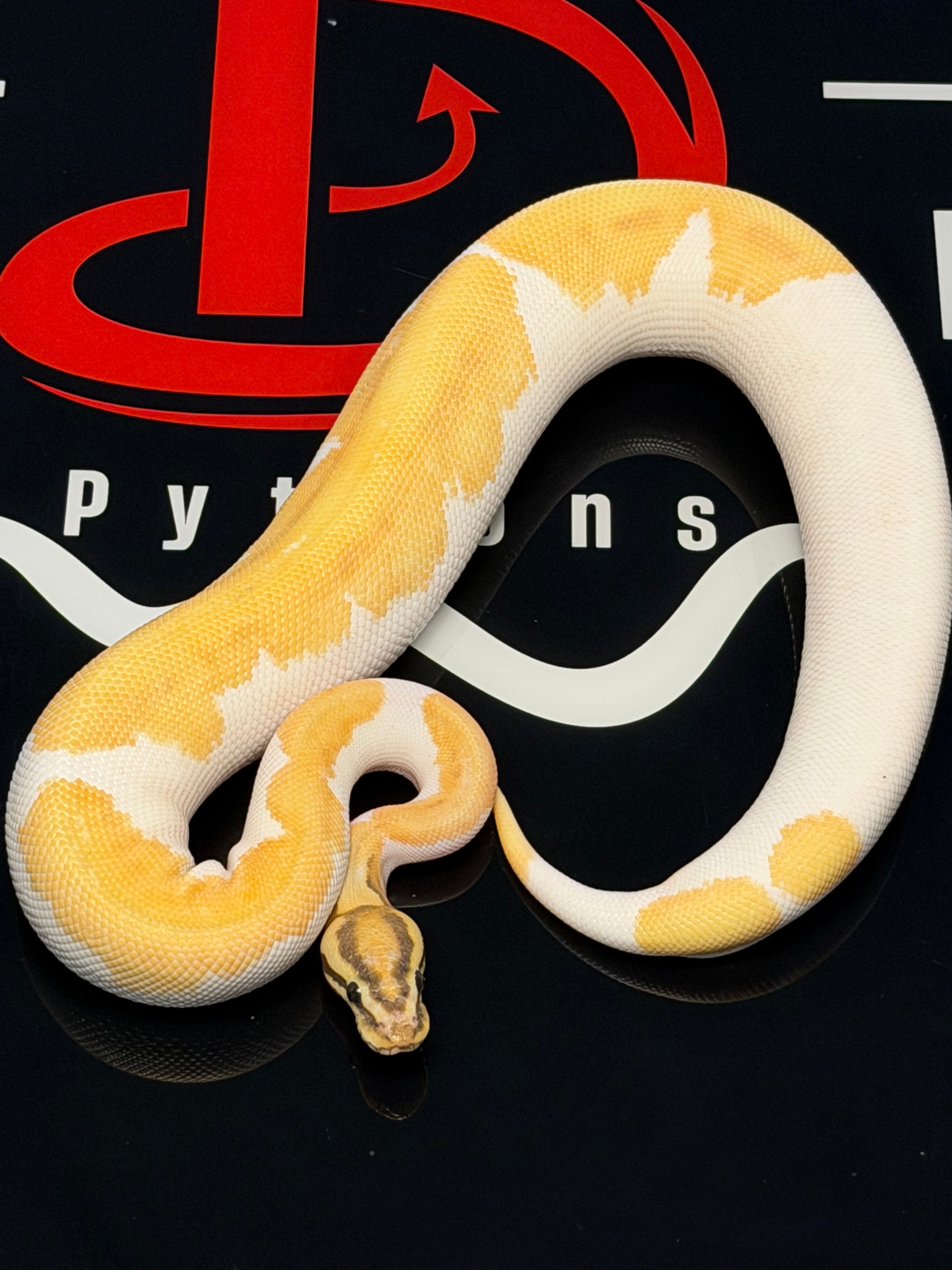 Super OD Fire Enchi Hypo Pied Ball Python