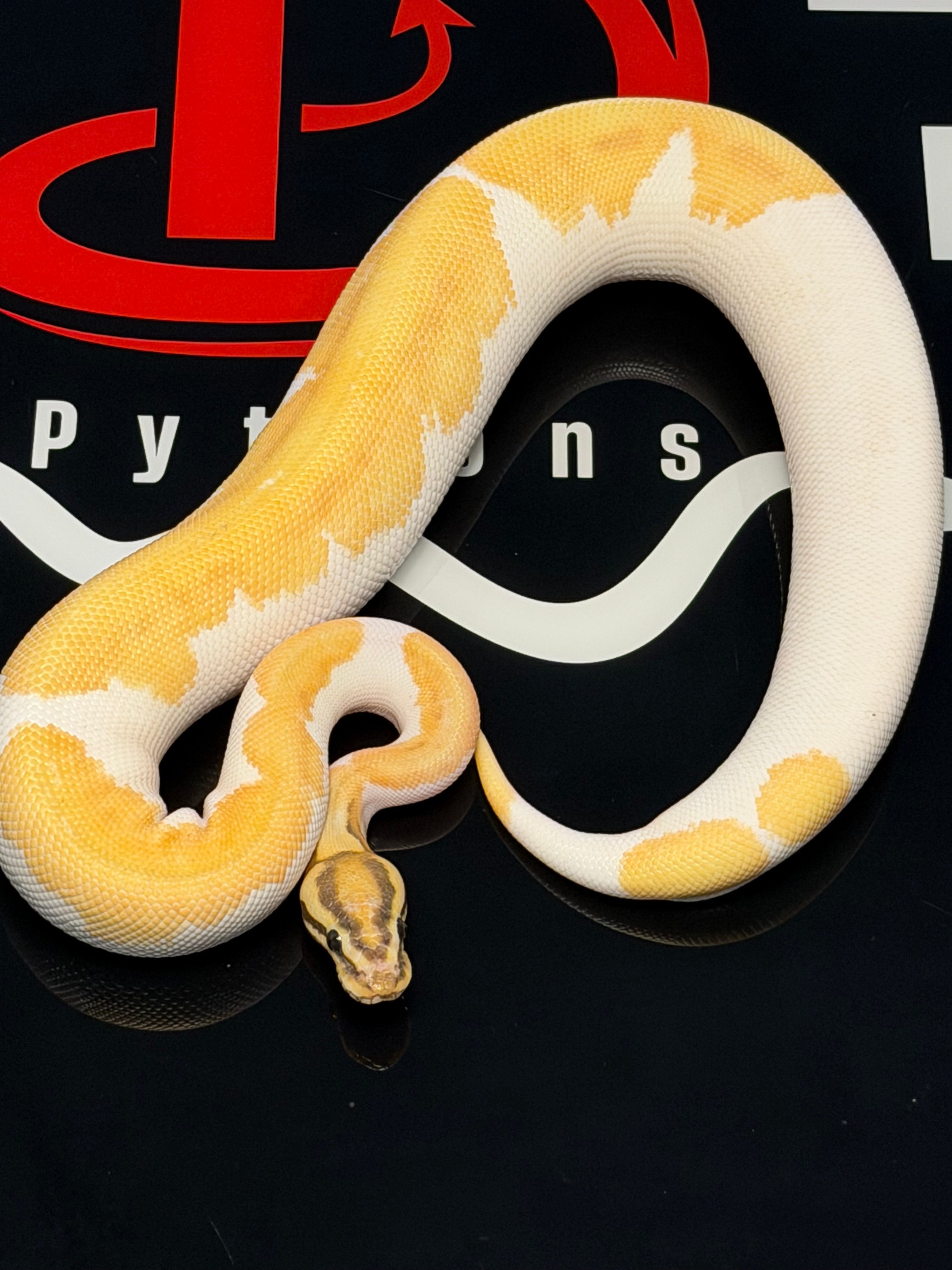 Super OD Fire Enchi Hypo Pied Ball Python for Sale | Diablo Ex ...