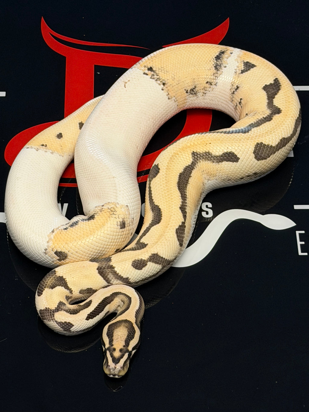 Super Orange Dream Leopard Desert Ghost Piebald Ball Python