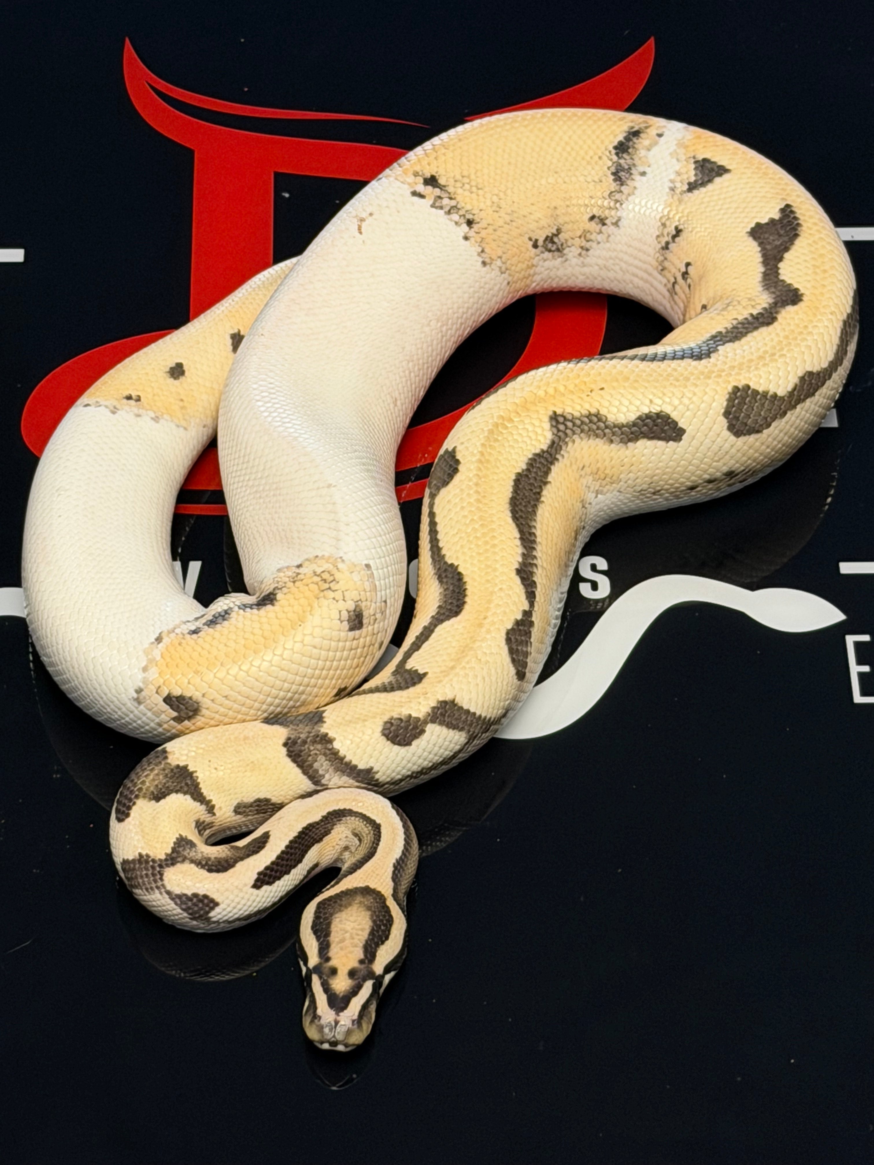 Super Orange Dream Leopard Desert Ghost Piebald Ball Python
